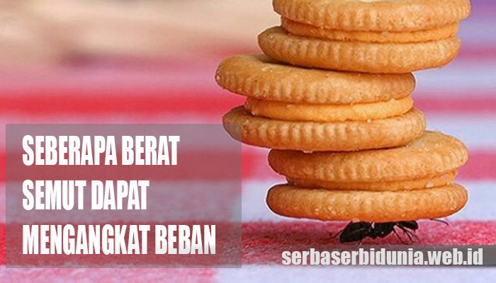 Semut Dapat Mengangkat Beban 50 Kali Tubuhnya
